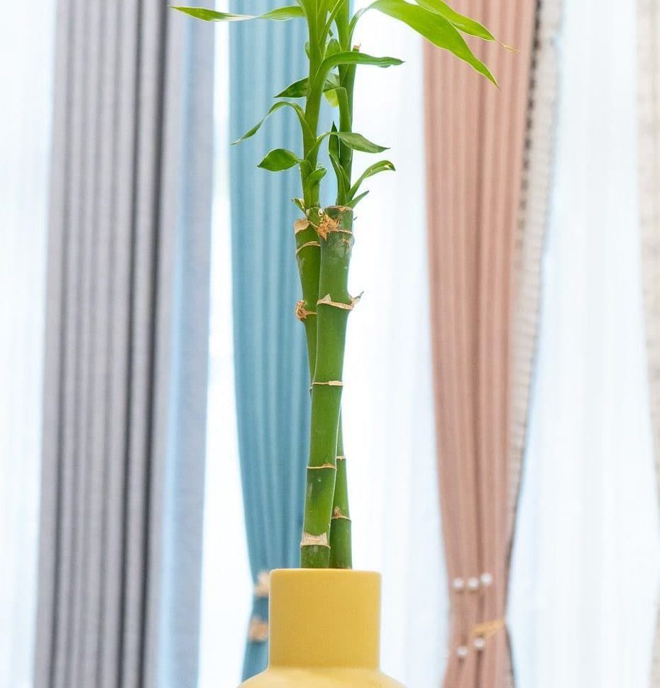 Two Stalks of Green Lucky Bamboo in A Yellow Vase in Front of Striped — U Curtains in Acacia Ridge, QLD