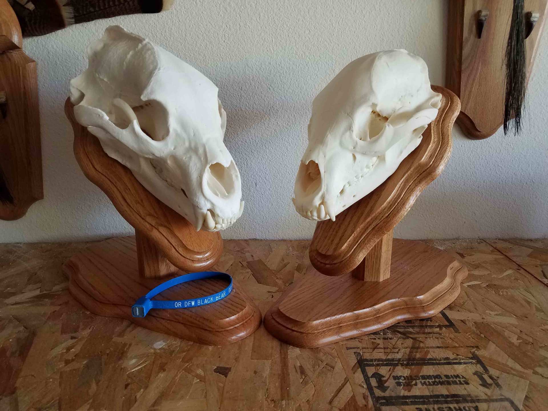 two Head of the animal