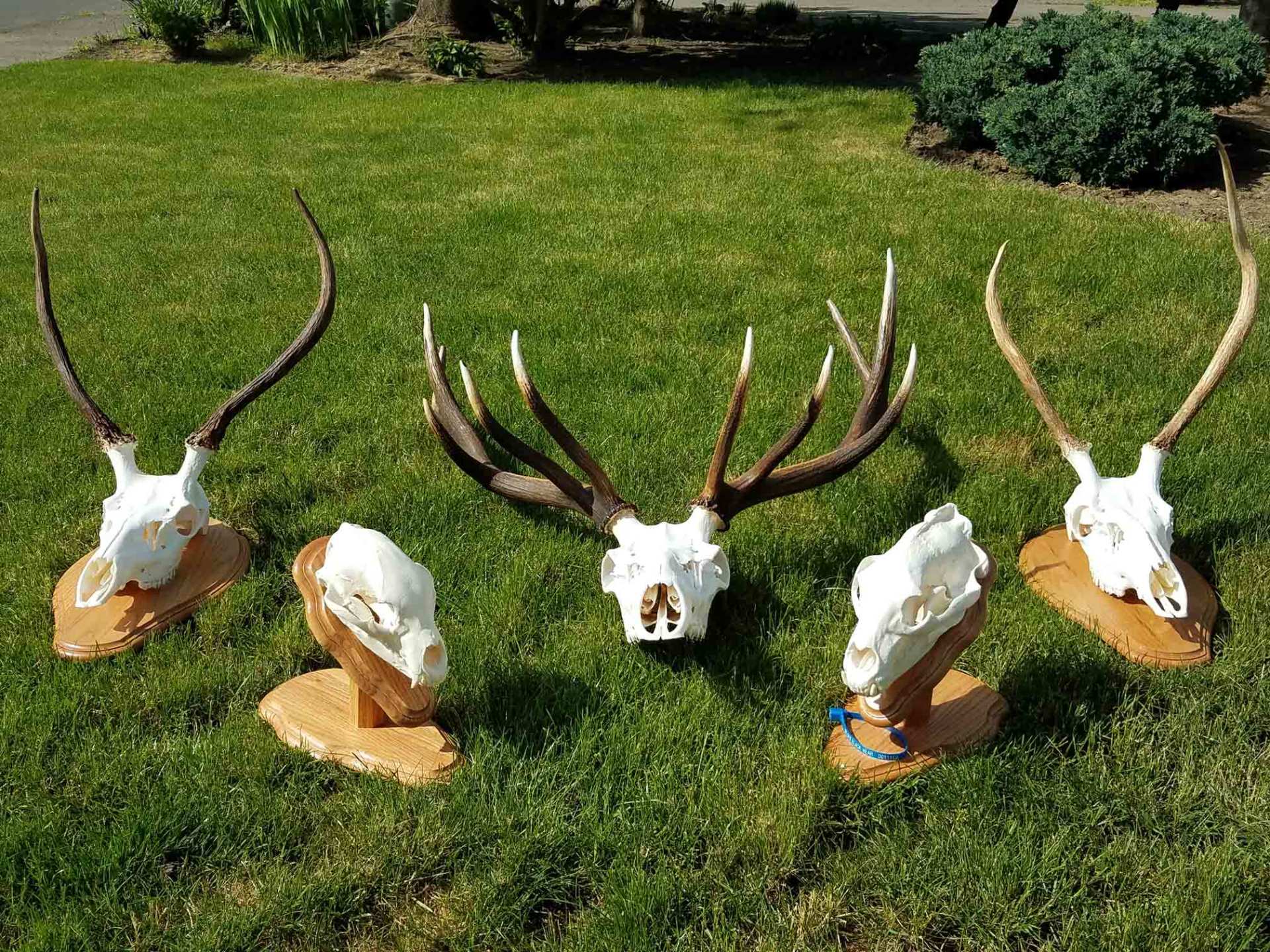 lot on Head of the animal