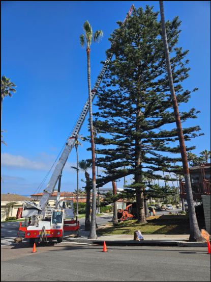 View of a white and red crane operating near a tree, showcasing efficient crane rental services.