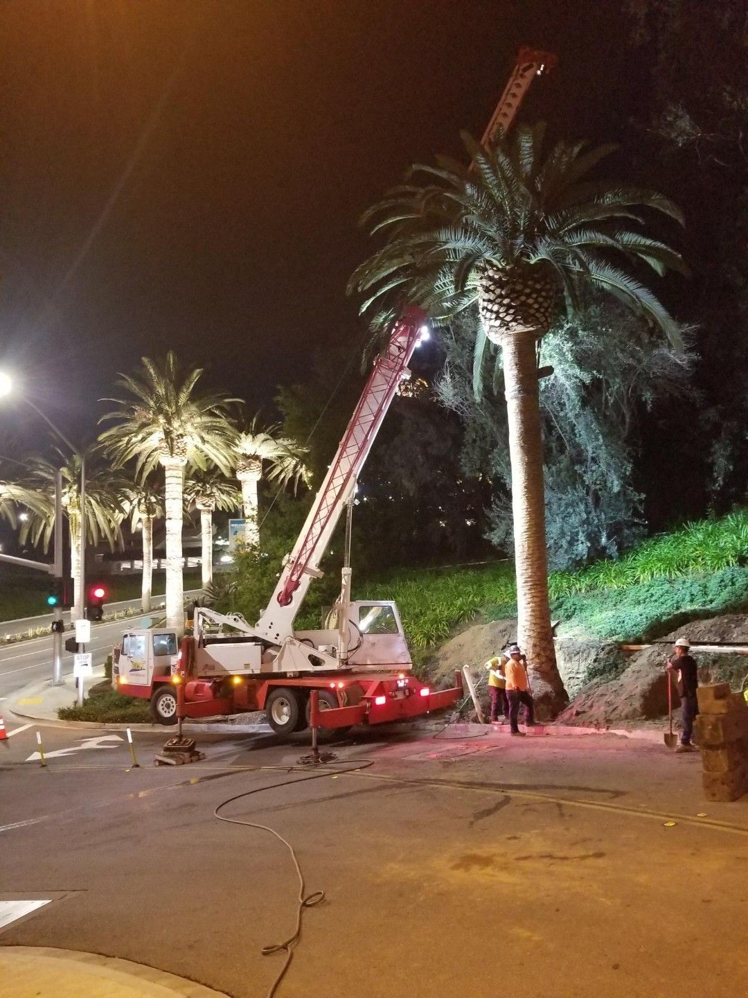 A crane is lifting a palm tree at night - San Diego, CA - Best Crane Service Inc.
