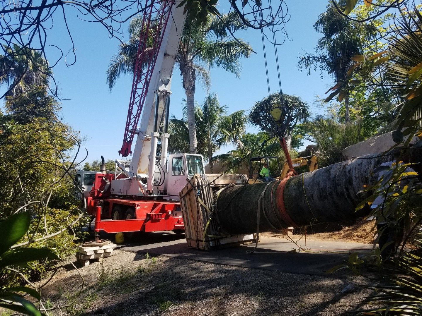 A red and white crane is lifting a large tree - San Diego, CA - Best Crane Service Inc.