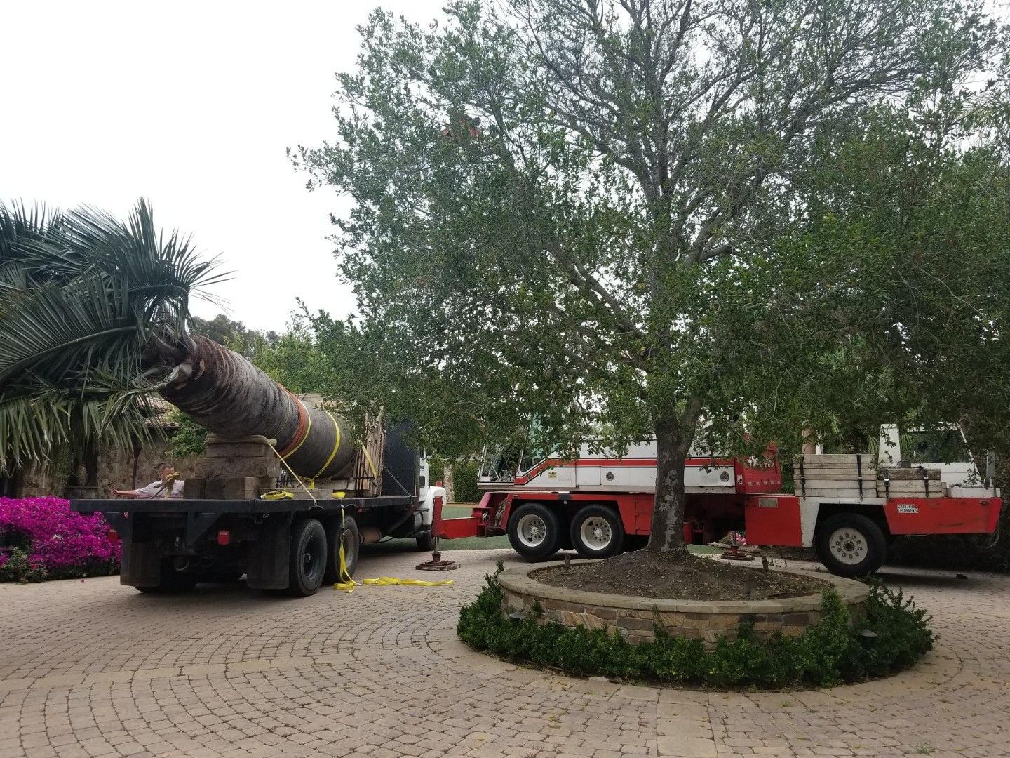 A large tree is being loaded onto a truck in a driveway - San Diego, CA - Best Crane Service Inc.
