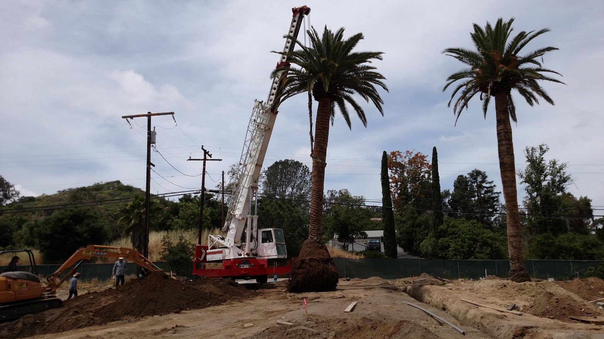 A crane is lifting a palm tree in a dirt field - San Diego, CA - Best Crane Service Inc.