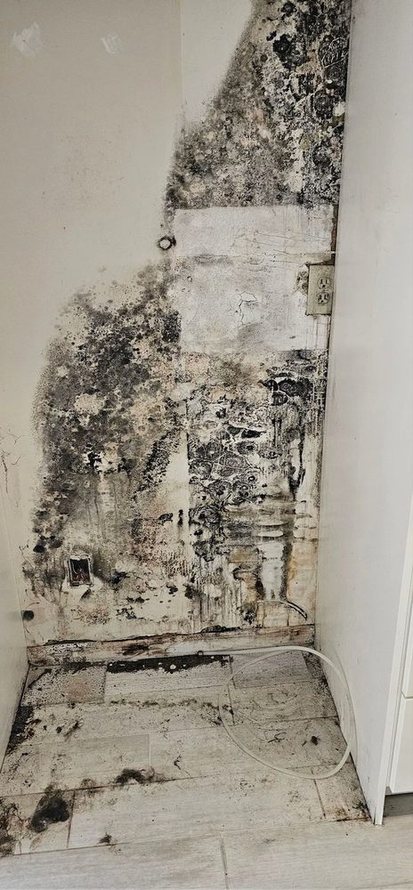Severe mold growth on wall and floor in a room. Black and white discoloration.