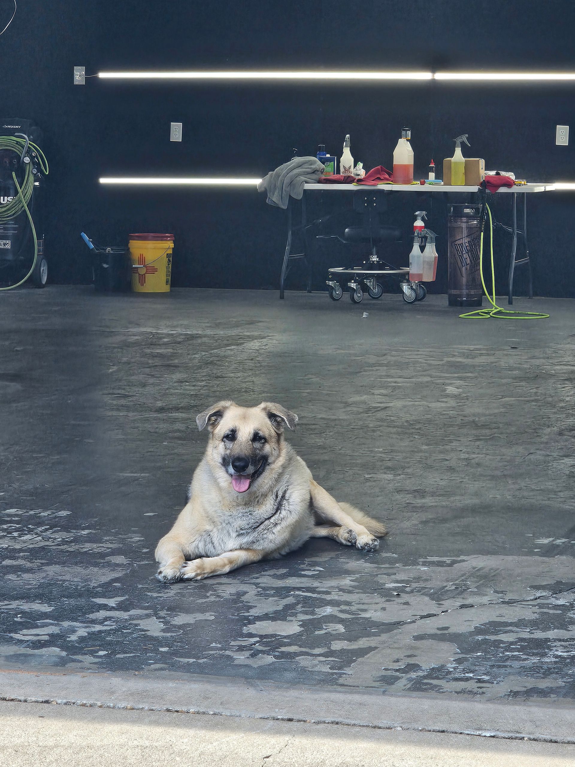 A dog is laying on the floor in a garage.