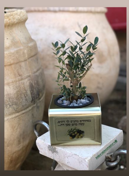 עץ זית בפח שמן