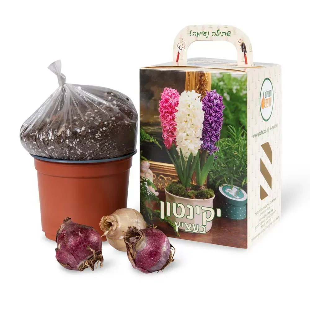 חורף של פריחה