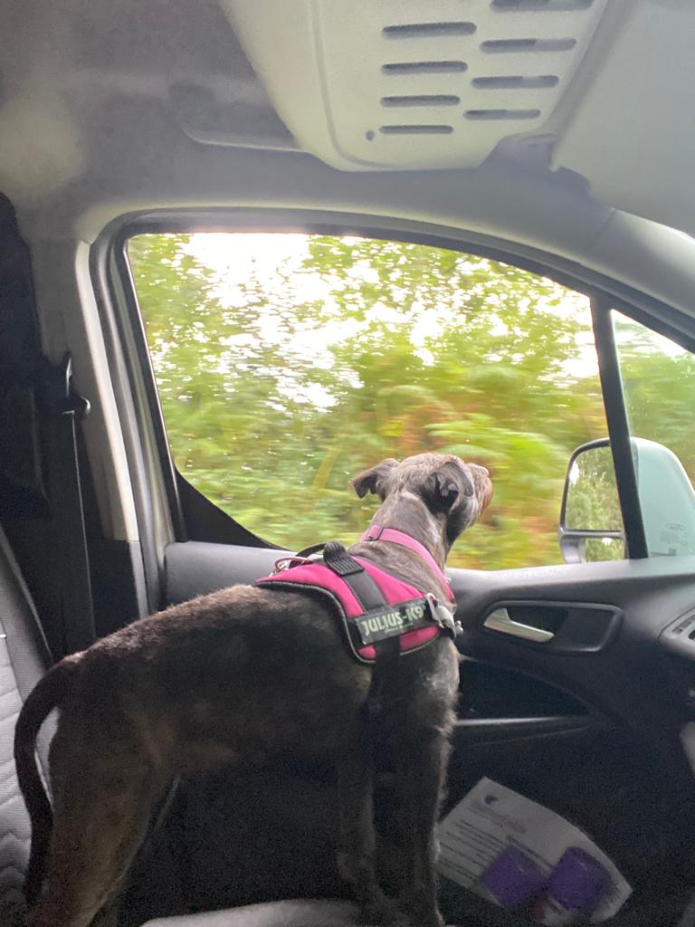 dog looking out car window