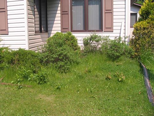 Green Lawn - Duluth, MN - Beauty Lawn Care Service