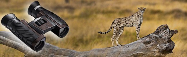 A cheetah is standing on a log next to a pair of binoculars.