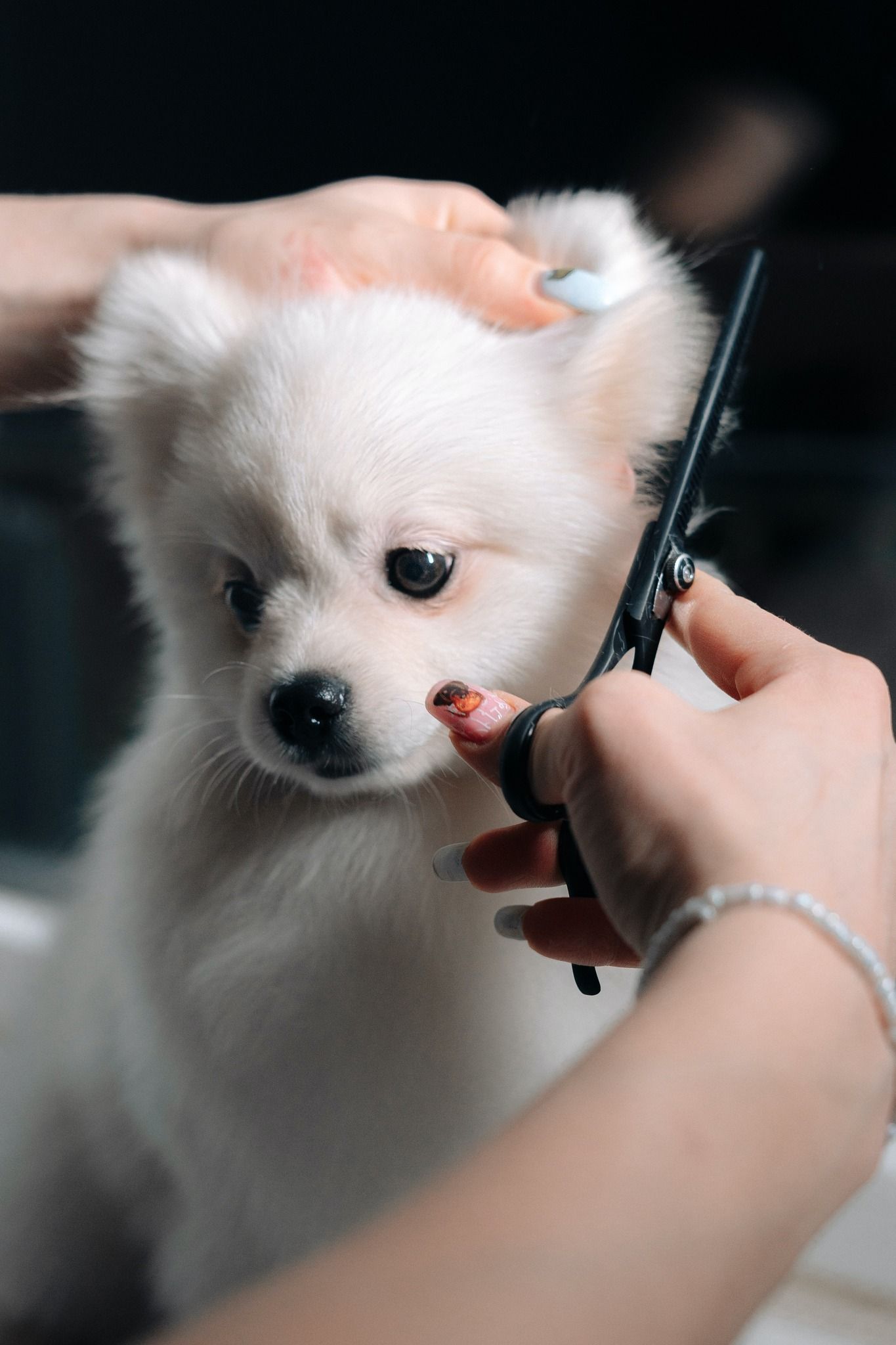 White puppy being groomed, held by hands with scissors. Groomer is trimming fur near the dog's face.