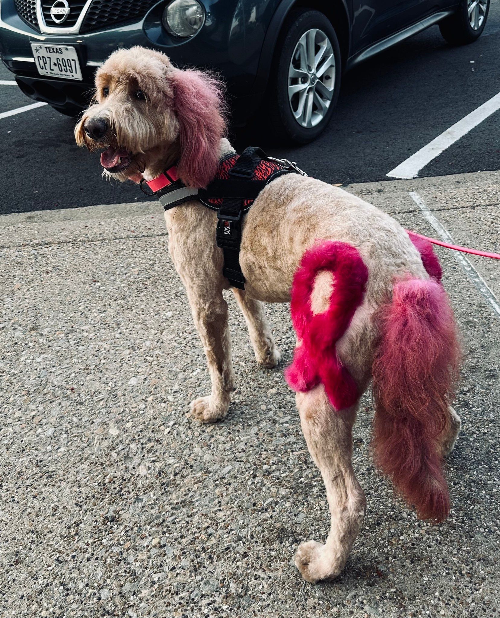 Tan dog with pink dyed fur in a ribbon shape on its side and tail, wearing a harness.