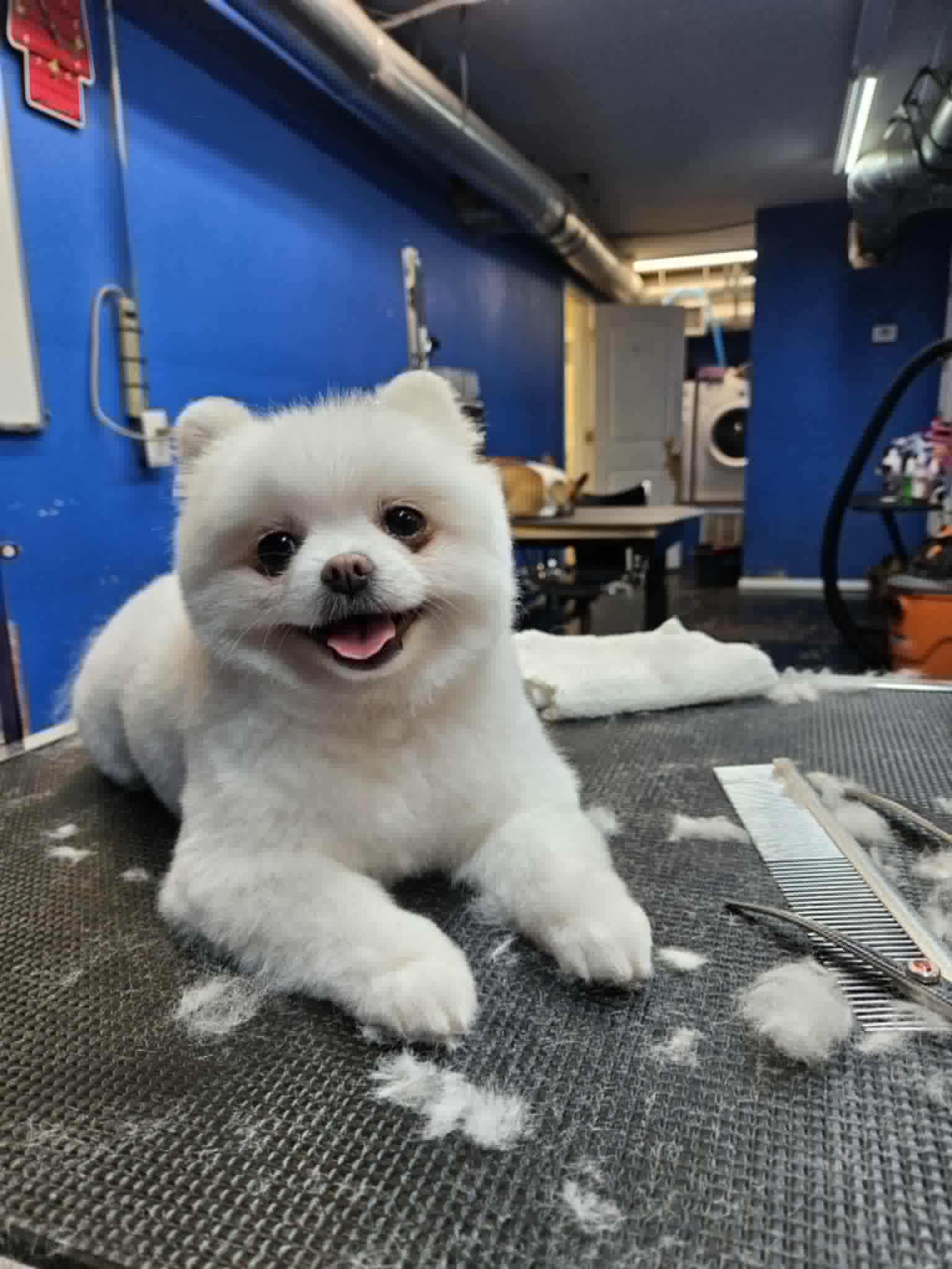 A happy white Pomeranian dog with a fresh haircut, smiling on a grooming table.