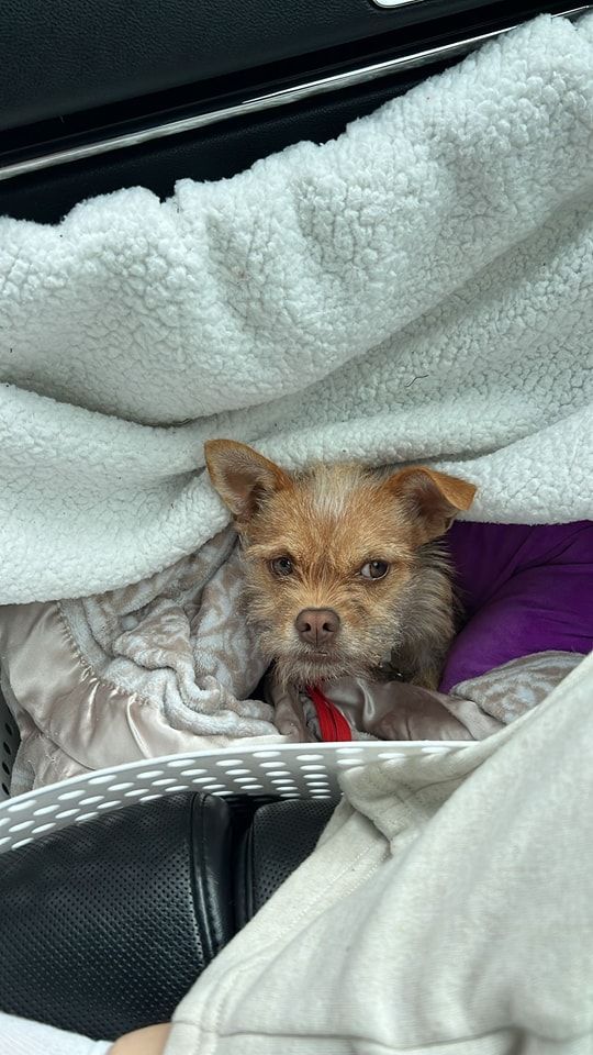Small brown dog peeking out from under a white blanket in a car carrier, looking grumpy.