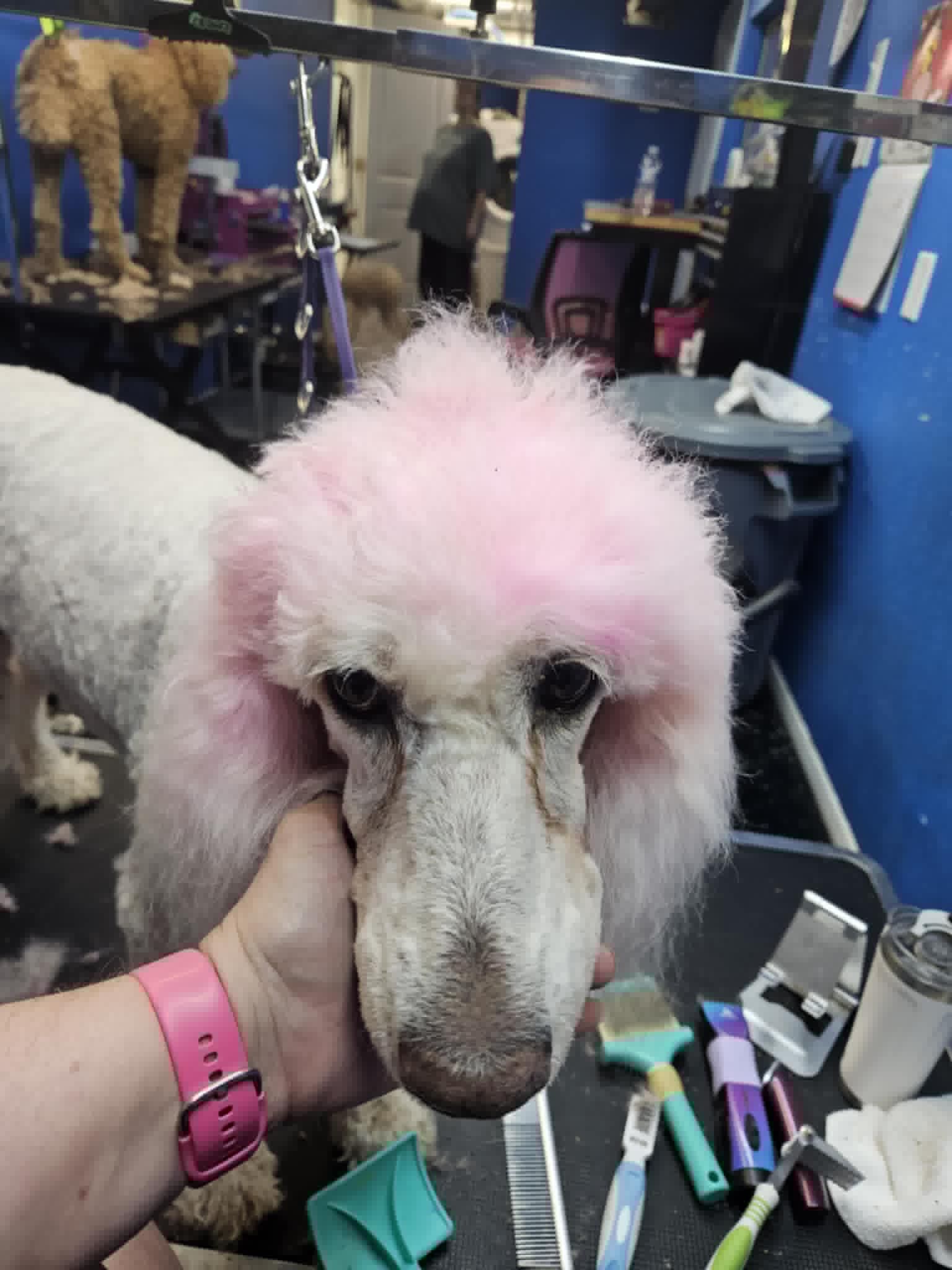 White poodle with pink fur on head/ears being held by a person in a grooming shop.