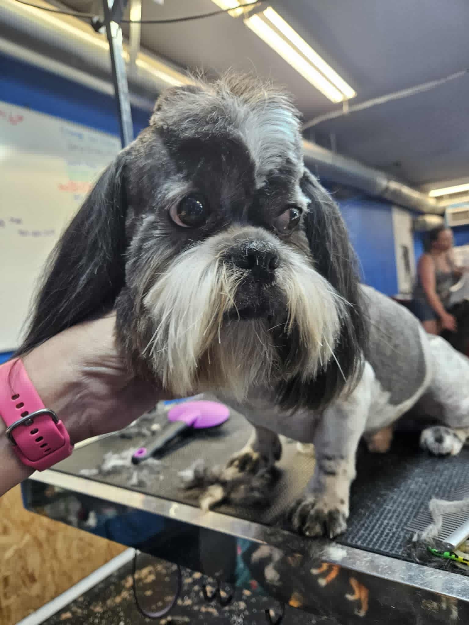 Shih Tzu with a fresh groom, held up on a grooming table. Black, white and grey fur.