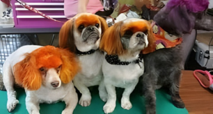Four colorfully groomed dogs posing together, with orange and black accents.