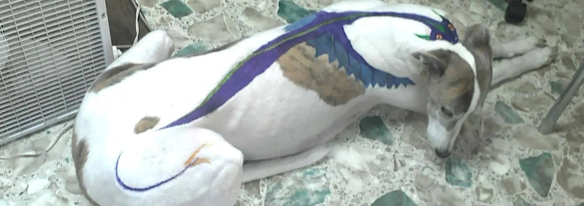 White dog with blue and purple painted design, lying on a tiled floor near a white fan.