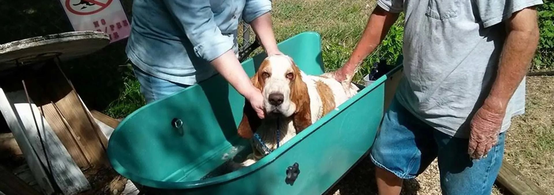 A Basset Hound is being bathed in a green tub by two people outside.