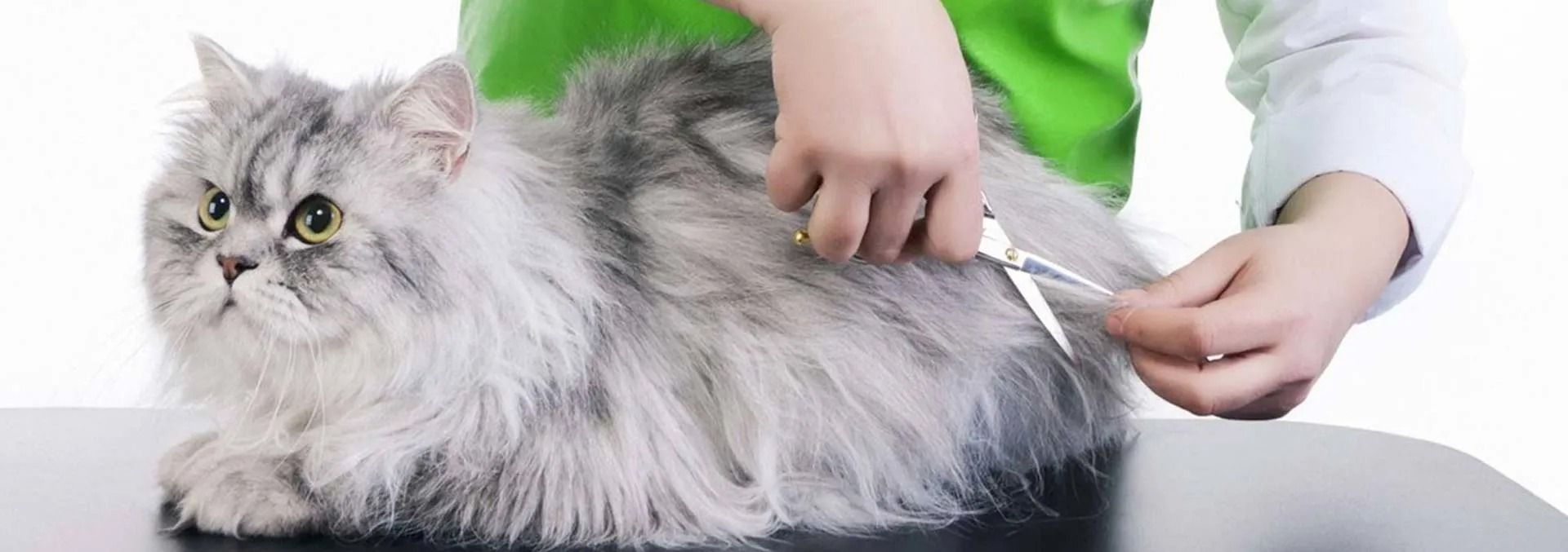 A person trimming a fluffy gray cat's fur with scissors. The cat is on a table.