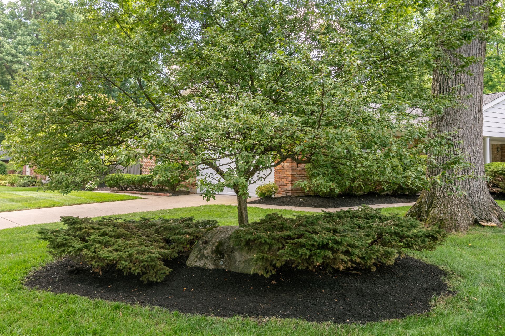 Tree with green foliage and dark mulch bed, evergreen shrubs, and stone.