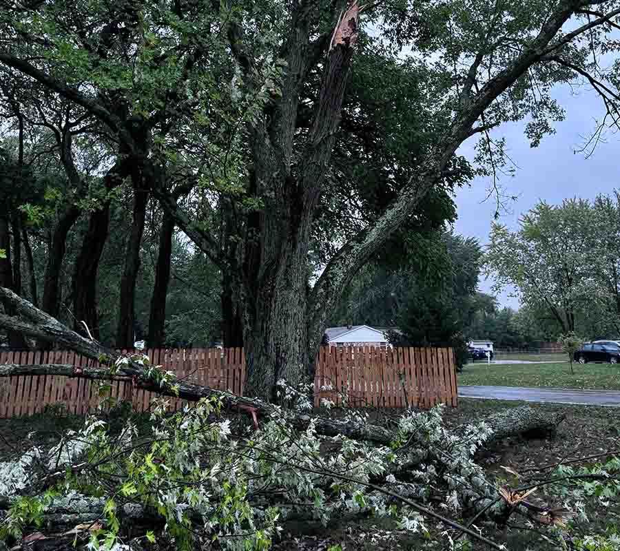 brackman-lawn-and-landscaping-tree-removal-and-land-clearing-image