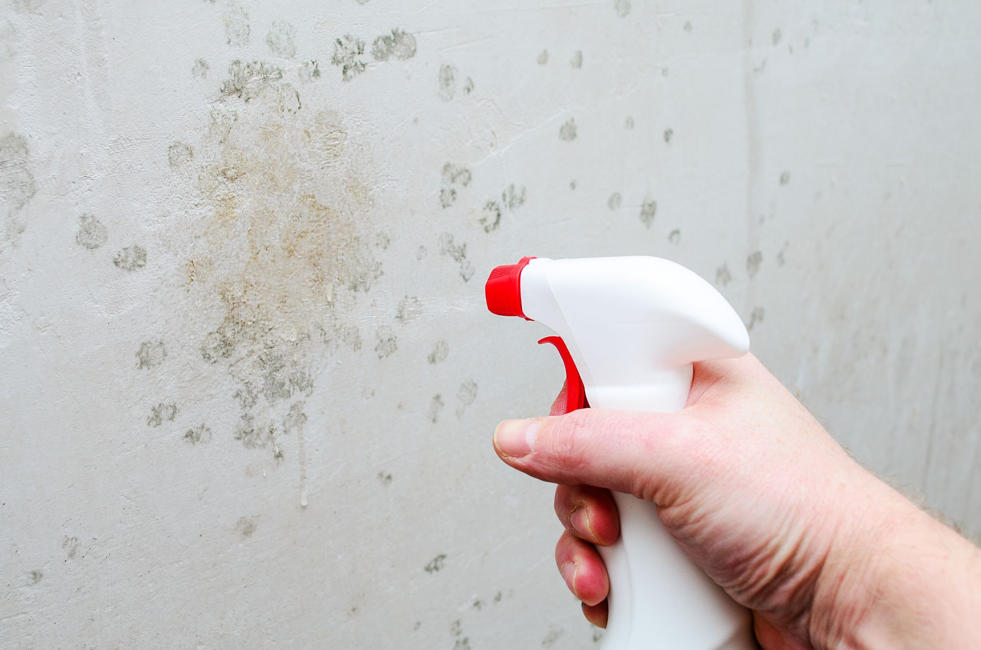 Hand spraying moldy wall with a white bottle; red trigger.