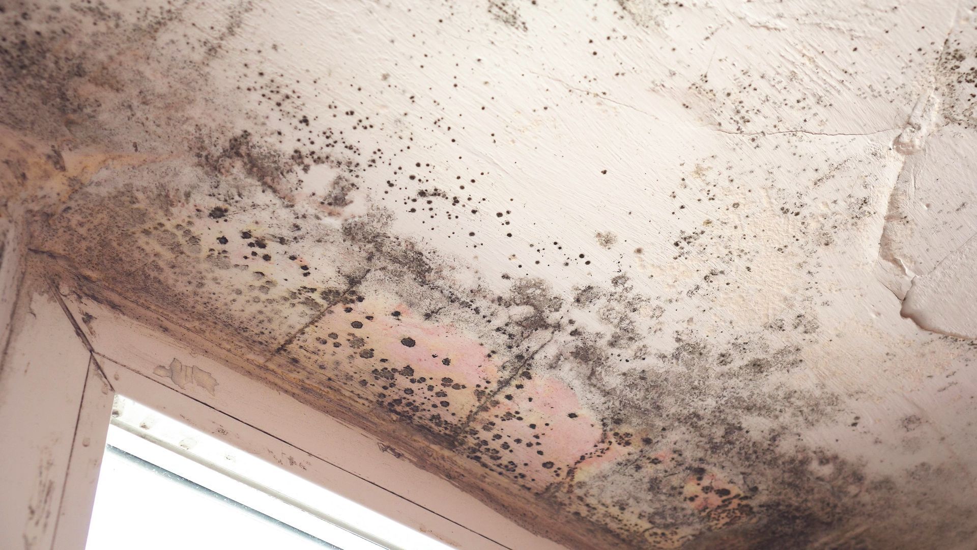 Mold growth is visible on the interior ceiling surface during the remediation assessment. Mold growth is visible on the interior ceiling surface during the remediation assessment.