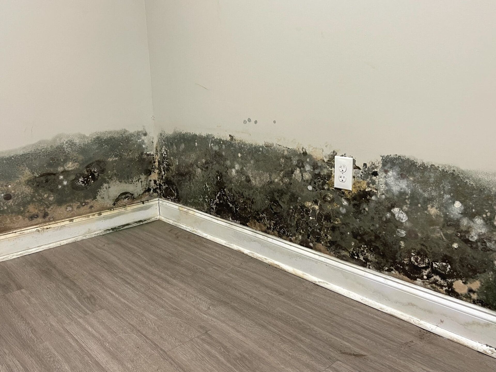 Mold infestation on interior wall in corner, dark green and black patches.
