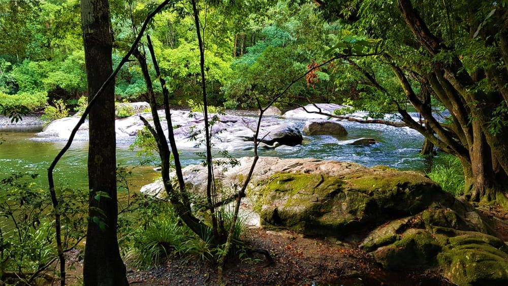 A River Running Through A Lush Green Forest Surrounded By Trees — Holiday Coast Pools & Water In Bellengin, NSW