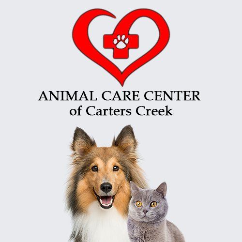 Our Veterinarians Animal Care Center Of Carters Creek