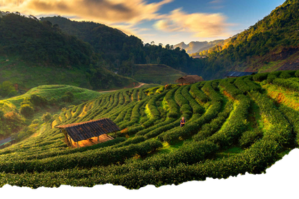 A small house sits in the middle of a lush green field