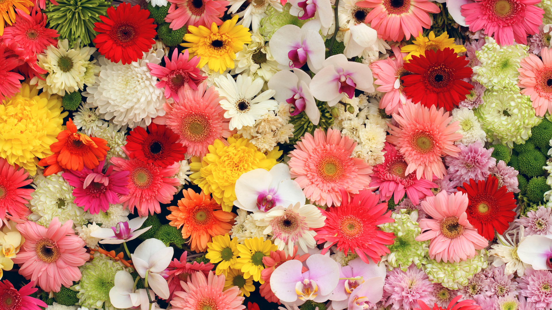 A bunch of colorful flowers are floating in the water.