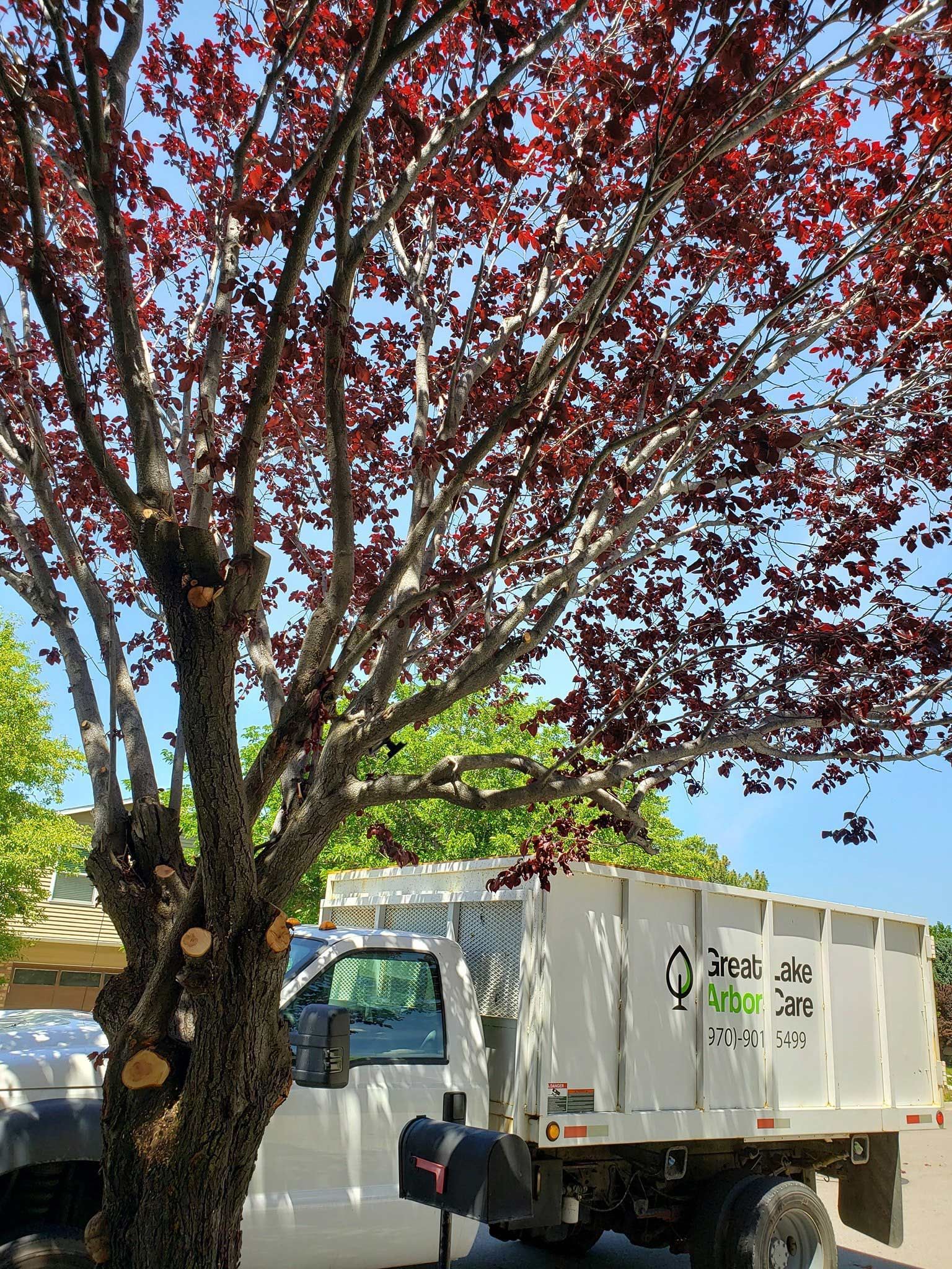 A person is cutting a tree stump with a chainsaw.