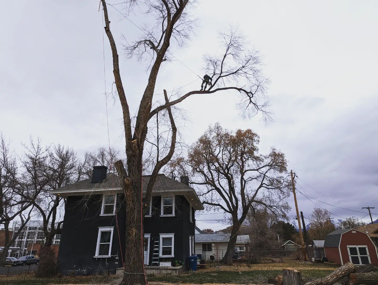A person is standing on a tree branch with mountains in the background.