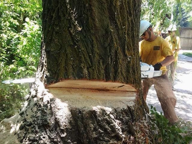 A man is cutting a tree with a chainsaw.