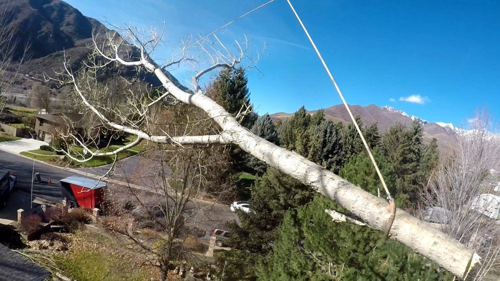 A large tree branch is hanging from a rope.