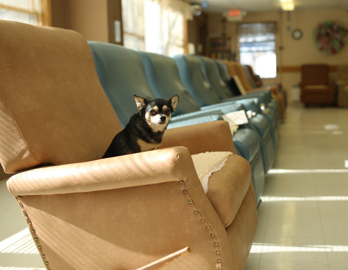 Dog On A Chair - Springer, NM - South Central Colfax County Special Hospital District