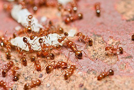 Ant fumigation