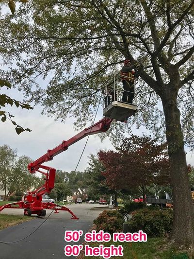 A Man Removing the Branch of a Tree — Richmond, VA — Tree Care Inc.