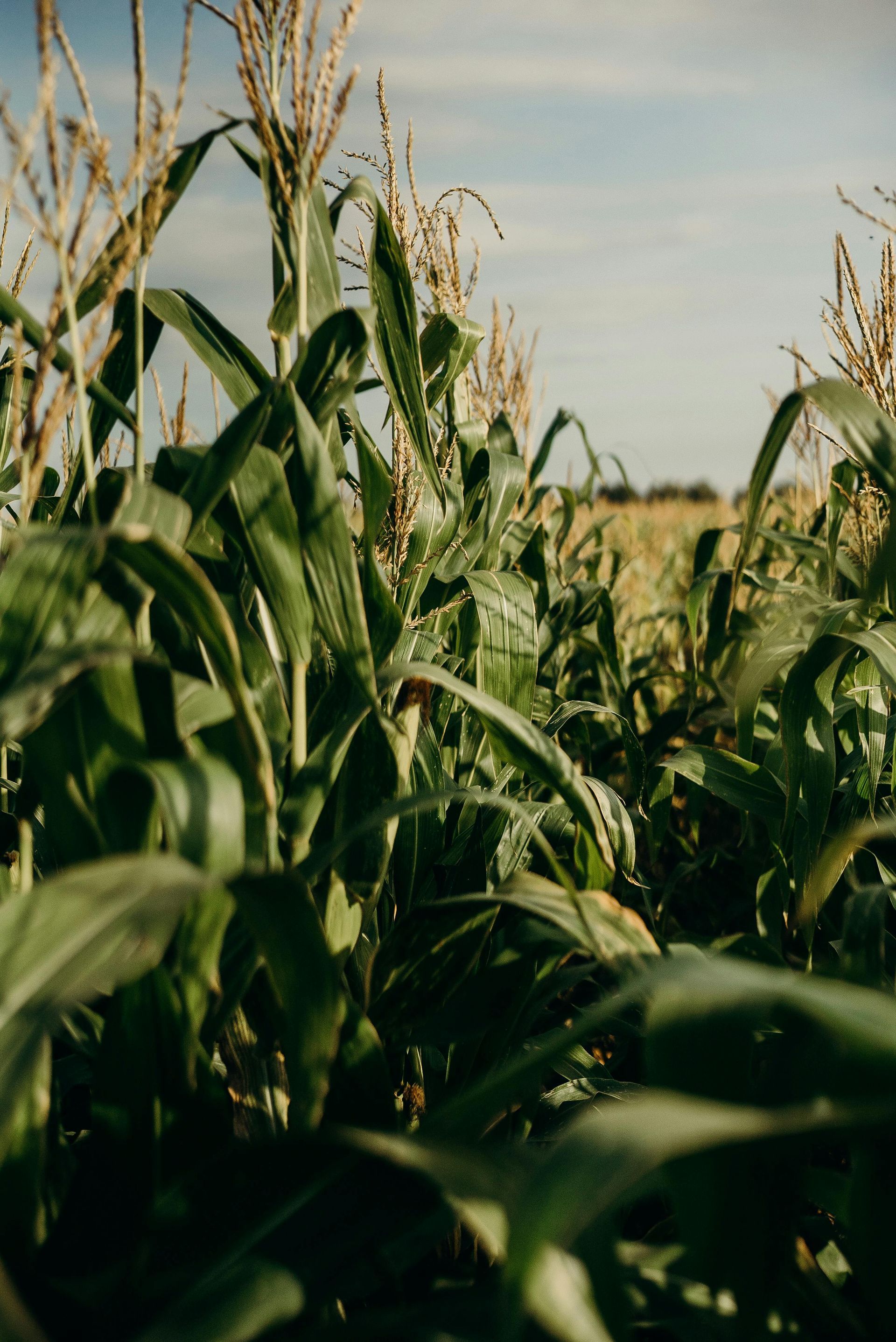 Corn stalks in a field, green leaves, blue sky, and golden field in the background.