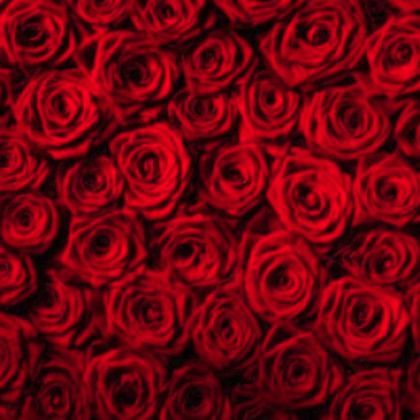 Red Roses