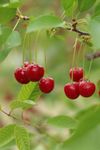 Bright red cherries hang from stems on a tree branch with green leaves.