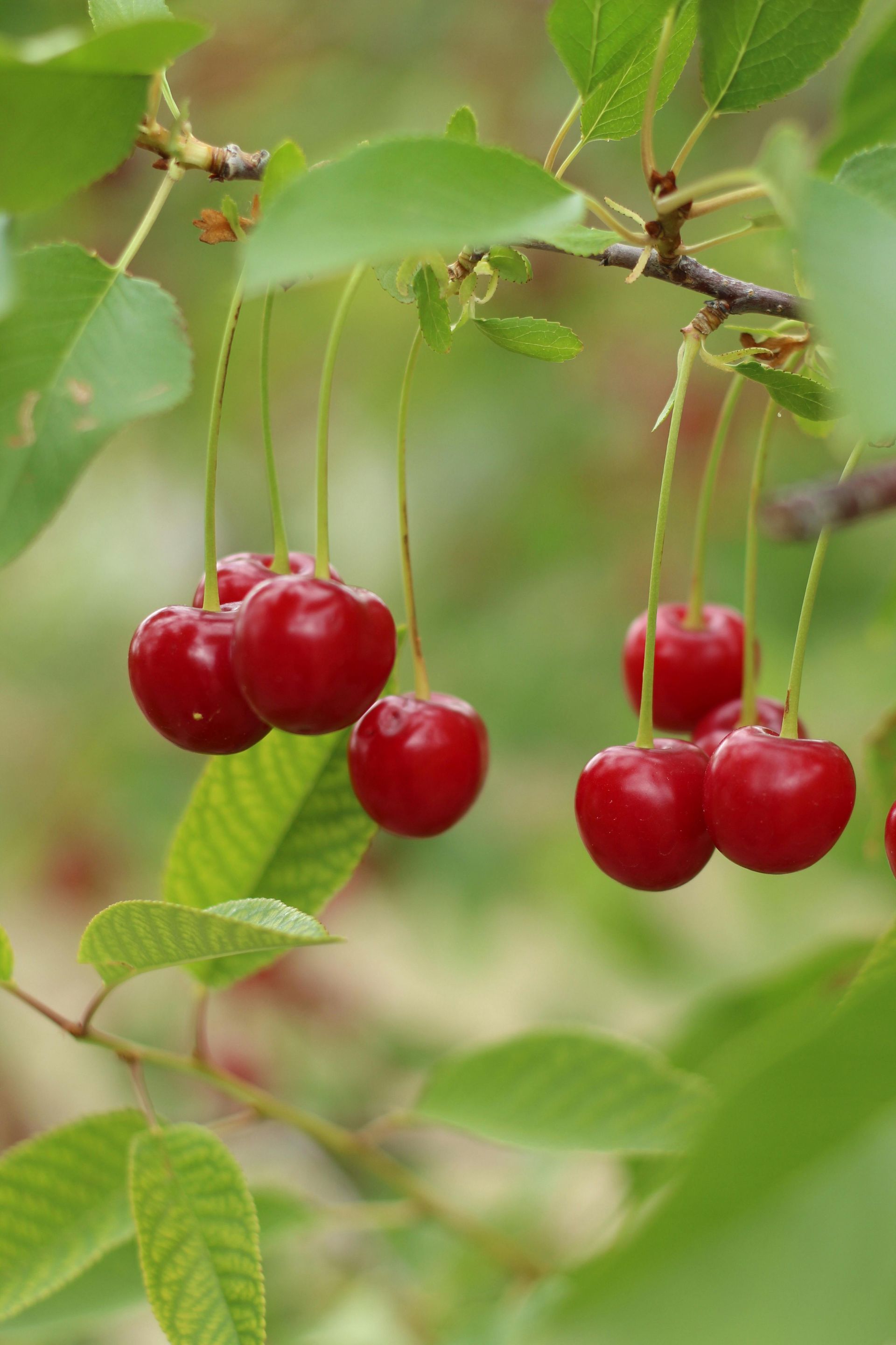 Bright red cherries hang from stems on a tree branch with green leaves.