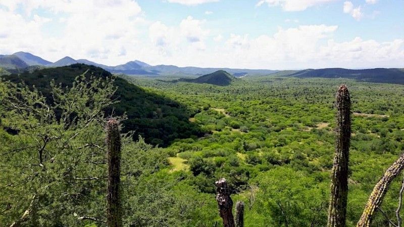 A view of a lush green forest with mountains in the background.