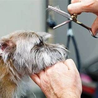 Small dog receiving a trim during grooming service in Green Valley, AZ