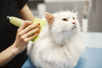 Cat being bathed during professional grooming in Green Valley, AZ