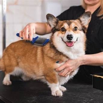 Corgi being brushed to remove undercoat during grooming in Green Valley, AZ
