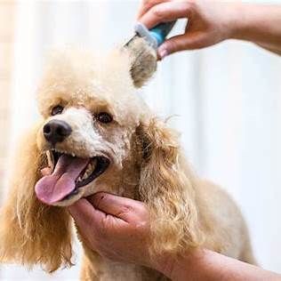 Poodle getting a haircut during dog grooming in Green Valley, AZ